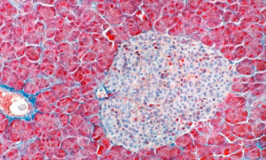 Островок Лангерганса — скопление клеток поджелудочной железы, производящих выделяемые в кровоток гормоны инсулин и глюкагон